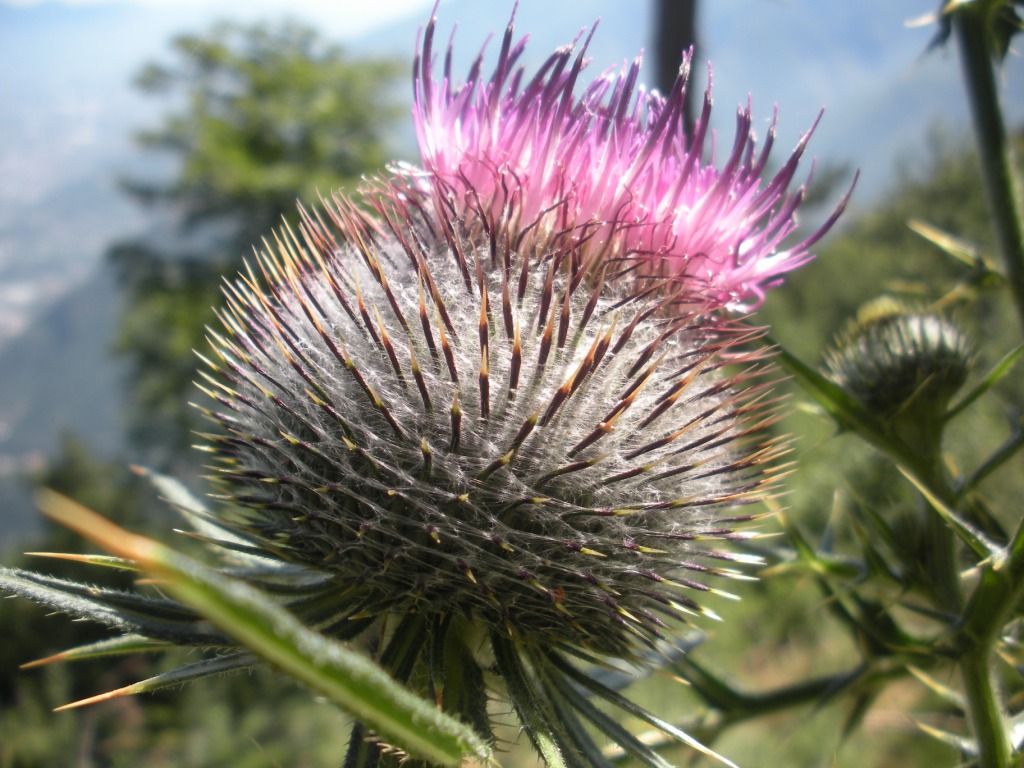 Cirsium lacaitae  / Cardo di Lacaita